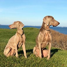 Stella & Finn