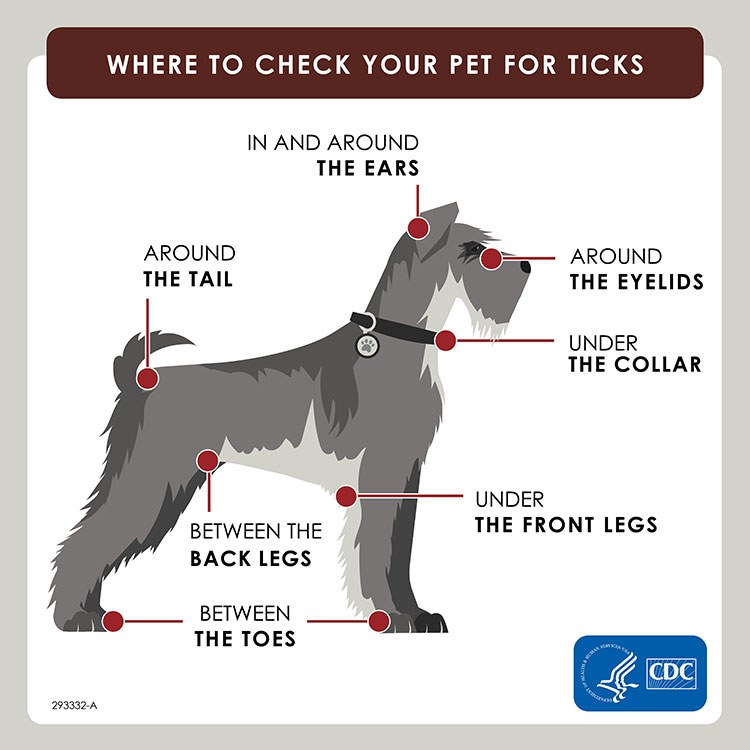 CDC-graphic.jpg#asset:6967