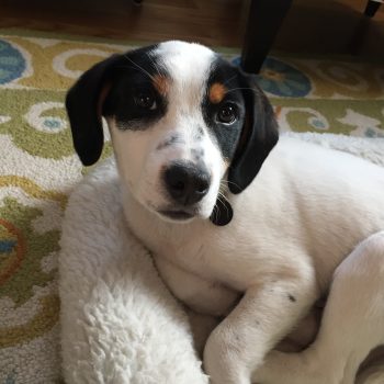 Roscoe