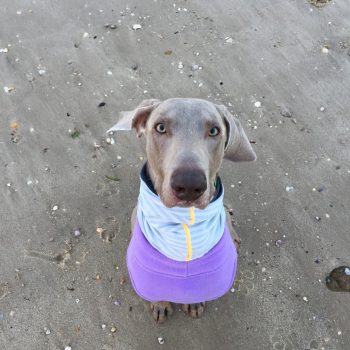 Finn