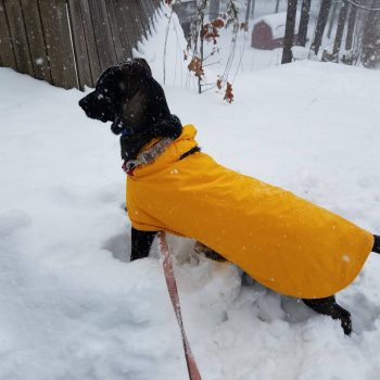 Thor